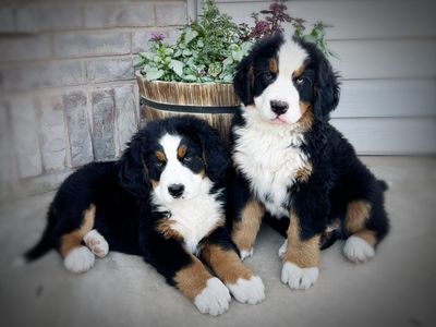 AKC BERNESE MOUNTAIN DOG PUPPIES