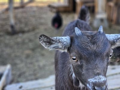 Nigerian Dwarf Goats