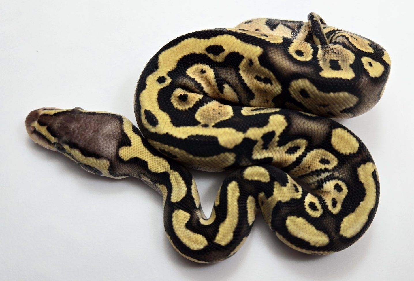 Main image 4