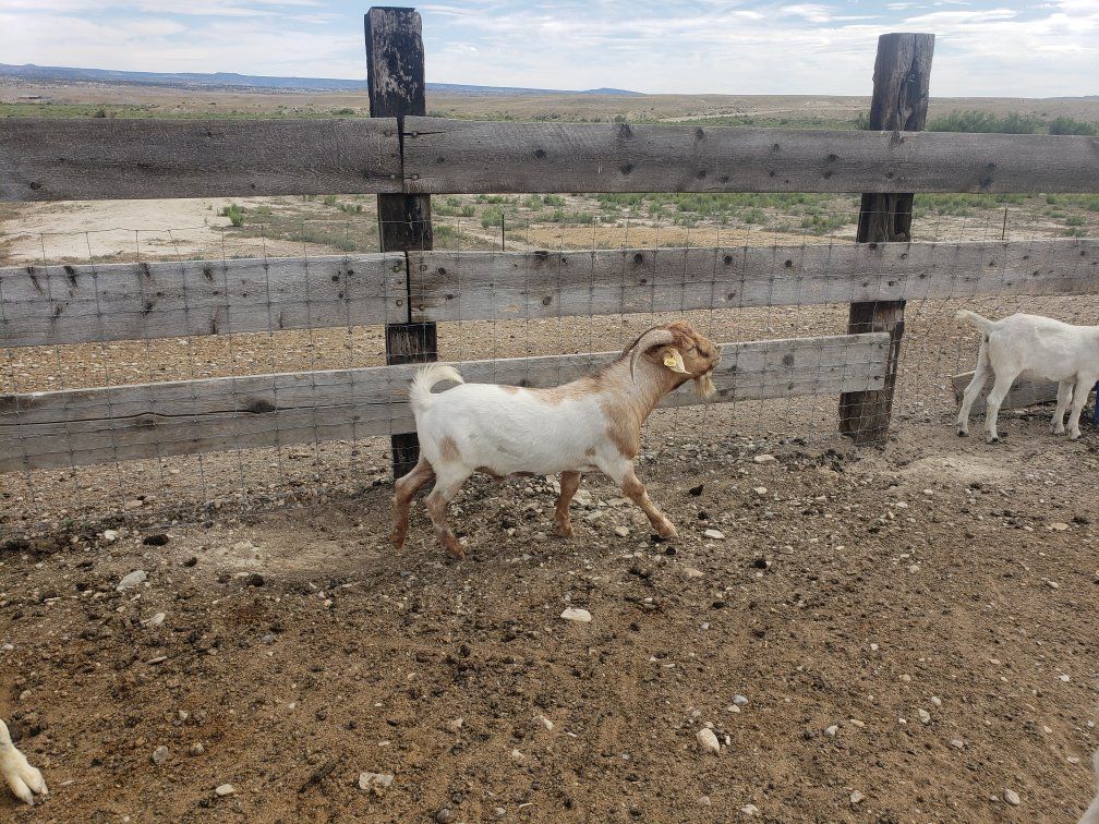 Kiko x Savanna Buck Goat