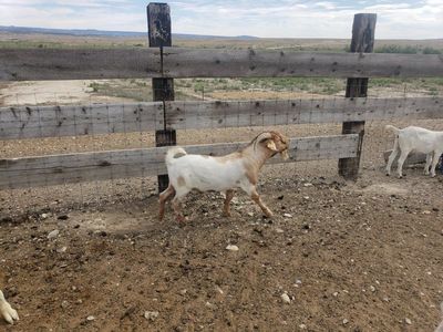Kiko x Savanna Buck Goat
