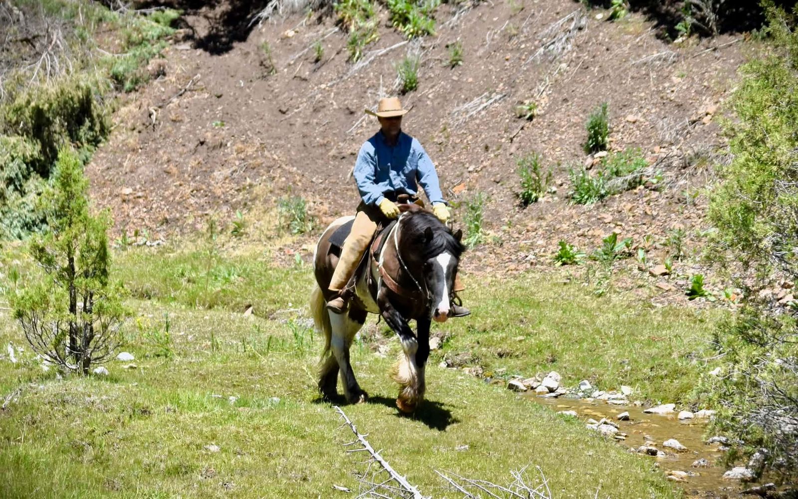 Grulla 3/4 Gypsy