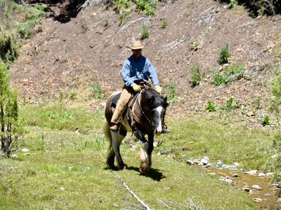 Grulla 3/4 Gypsy