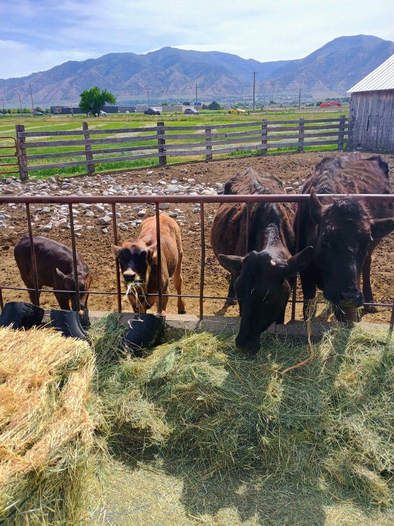 2 Calf Cow pairs (calves 1/2 Wagyu)