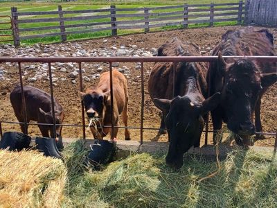 2 Calf Cow pairs (calves 1/2 Wagyu)