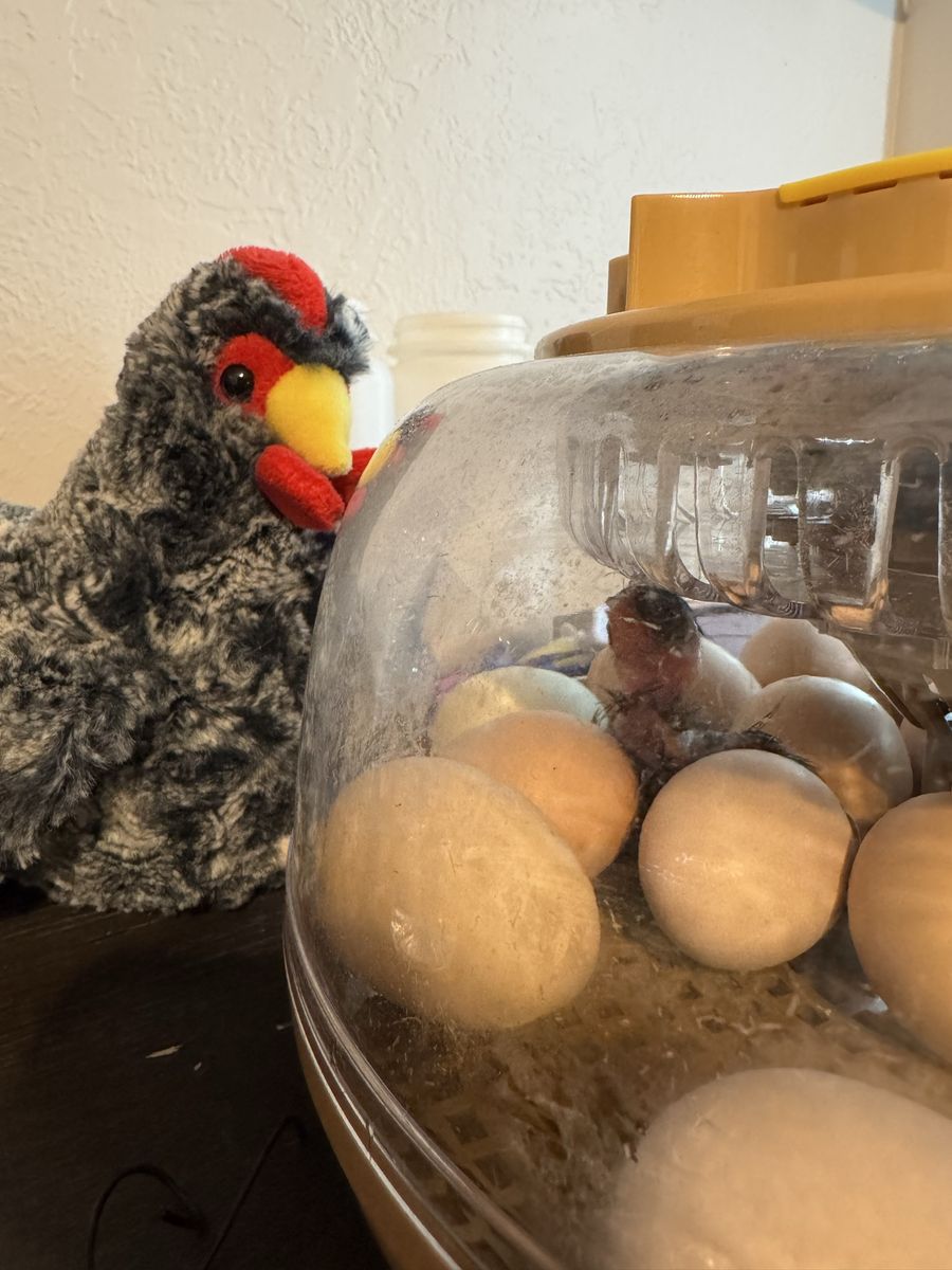 Baby Chicks Barnyard Mix