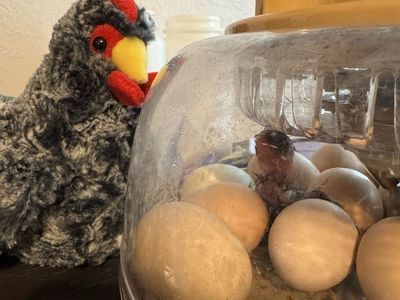 Baby Chicks Barnyard Mix