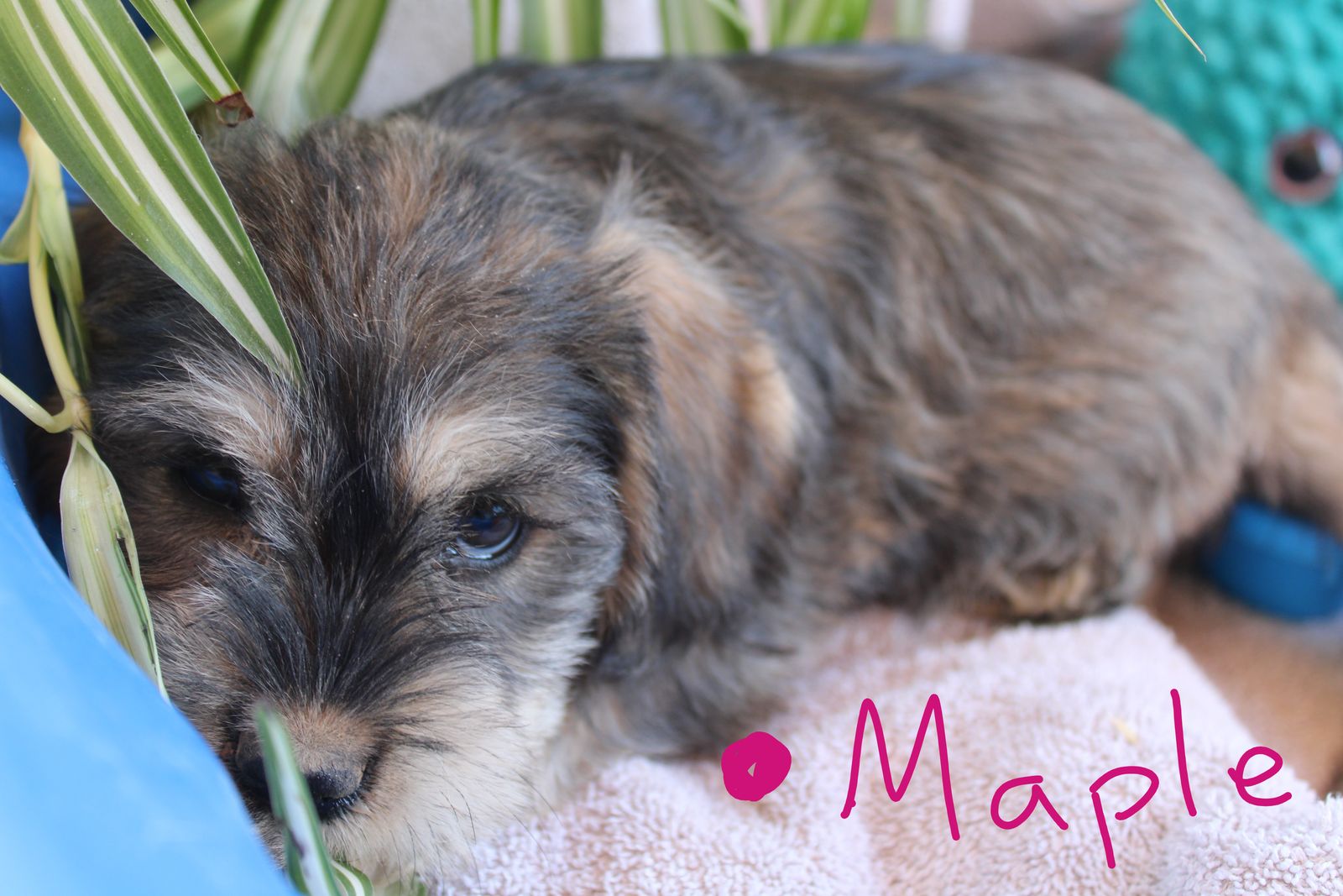 Schnocker Puppies!