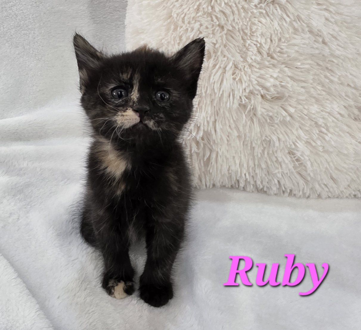Adorable Flame Point,  Silver Misted Lynx Point, Tuxedo, and Tortoiseshell Kittens! $150-$350