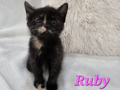 Adorable Flame Point, Silver Misted Lynx Point, Tuxedo, and Tortoiseshell Kittens! $150-$350