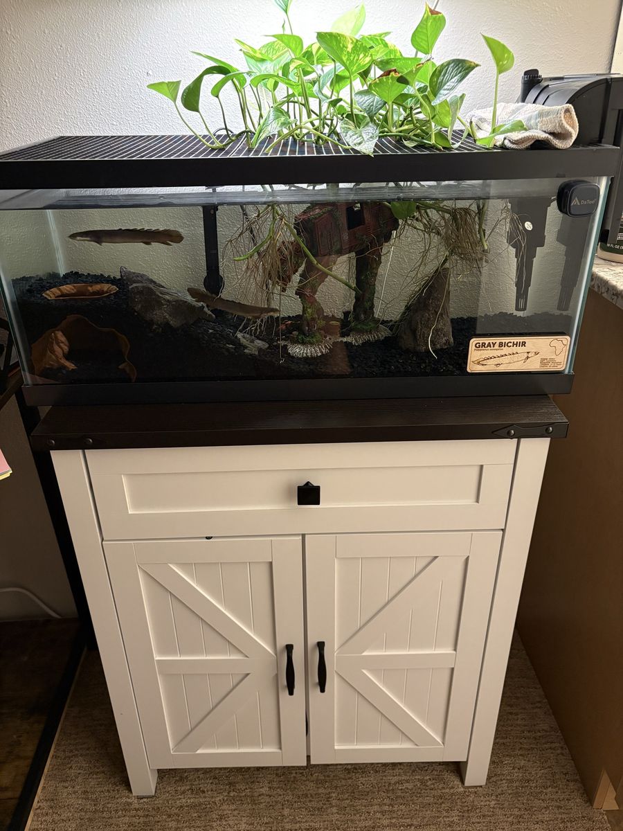 Open to offers Grey Bichir x2 with whole set up