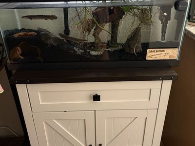 Open to offers Grey Bichir x2 with whole set up