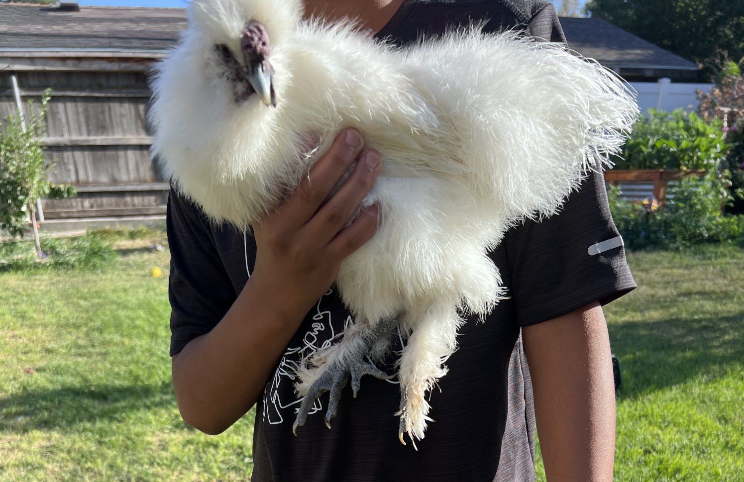 White Silkie Rooster