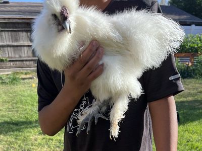 White Silkie Rooster