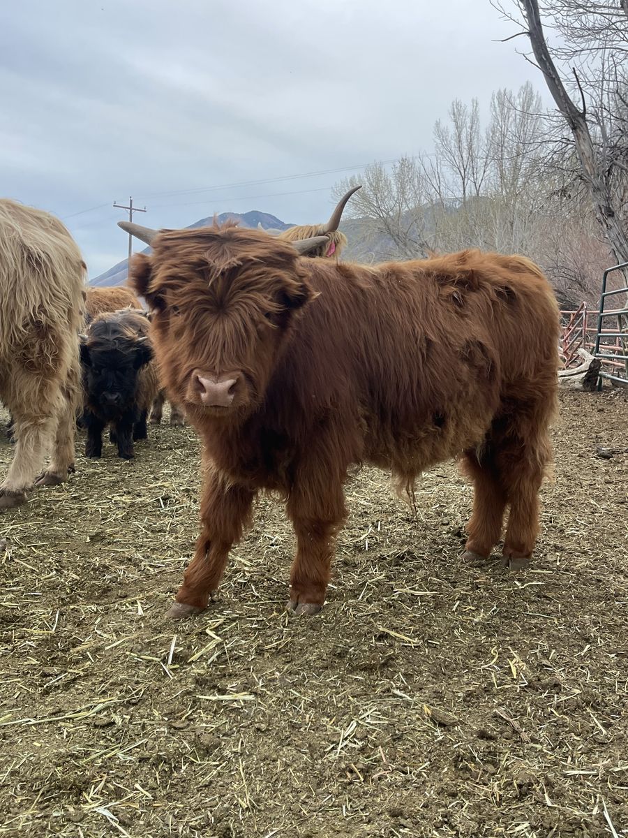 Scottish Highland Bull calf