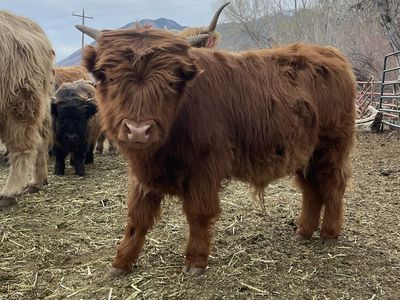 Scottish Highland Bull calf