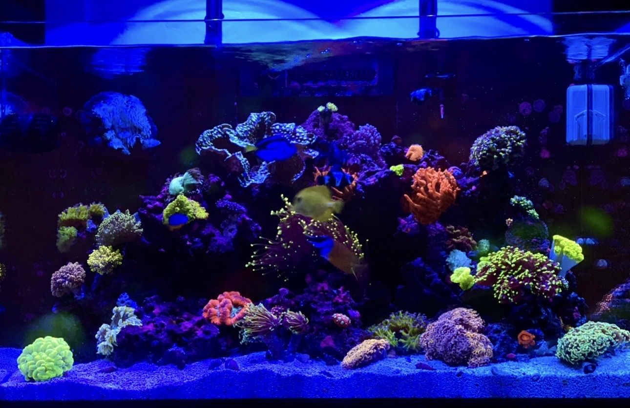 RedSea Reefer 250 Saltwater Aquarium Part Out