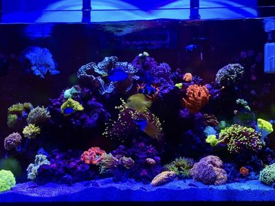RedSea Reefer 250 Saltwater Aquarium Part Out