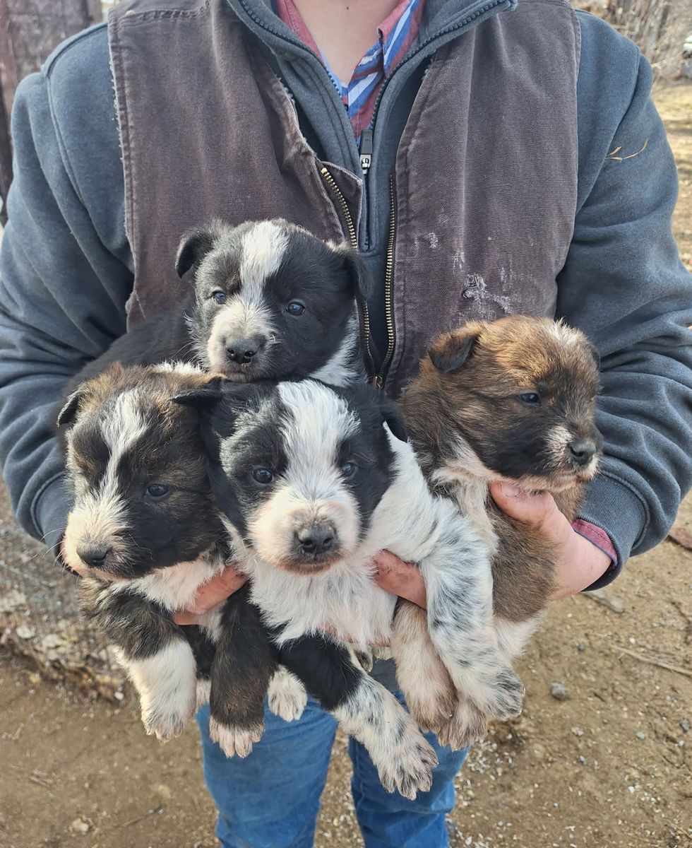 Puppies from working parents