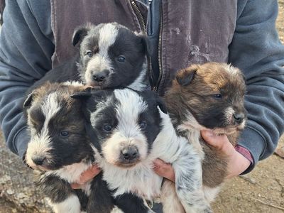 Puppies from working parents