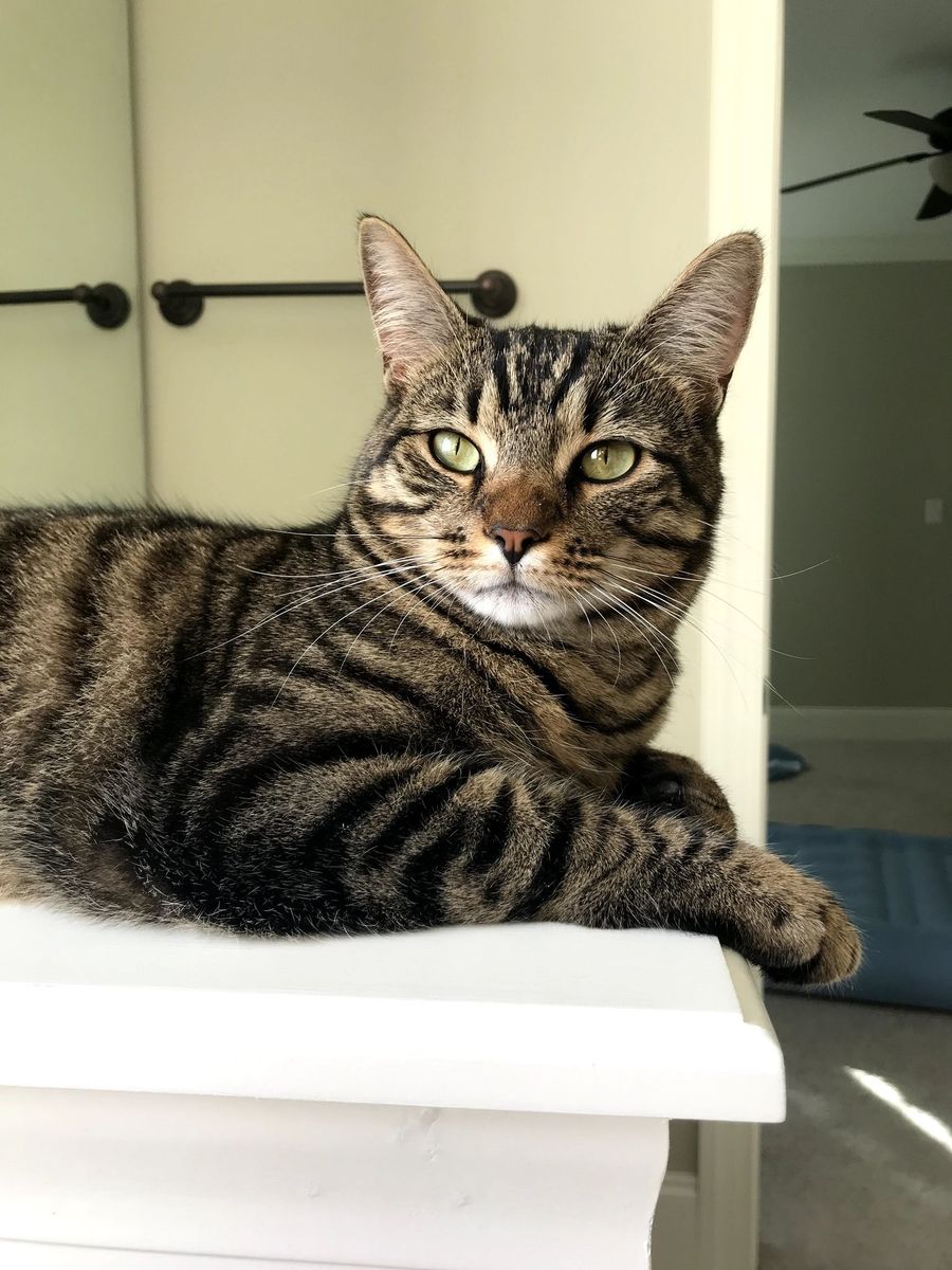 Friendly Tabby Cat - Seeking Loving Home