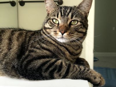 Friendly Tabby Cat - Seeking Loving Home