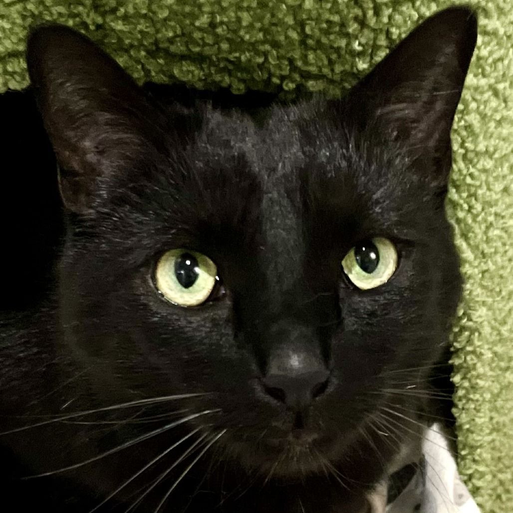 Hello my name is Sprinkles