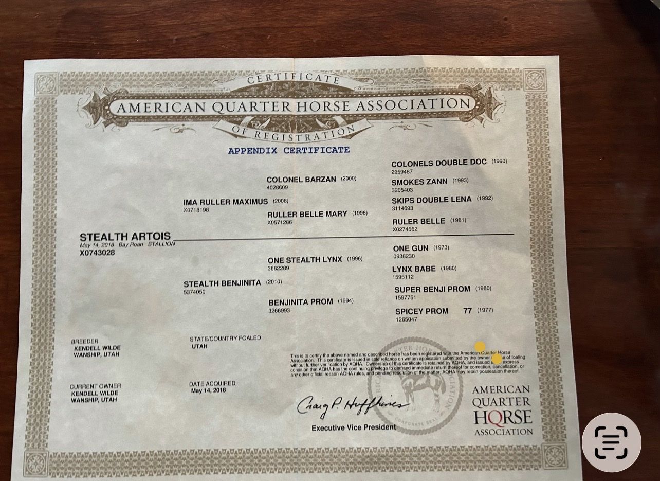 8-Year-Old AQHA Bay Roan Gelding