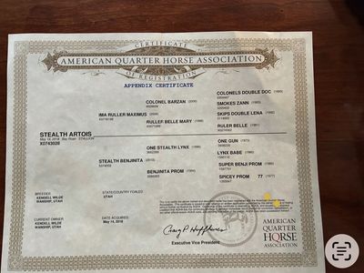 8-Year-Old AQHA Bay Roan Gelding