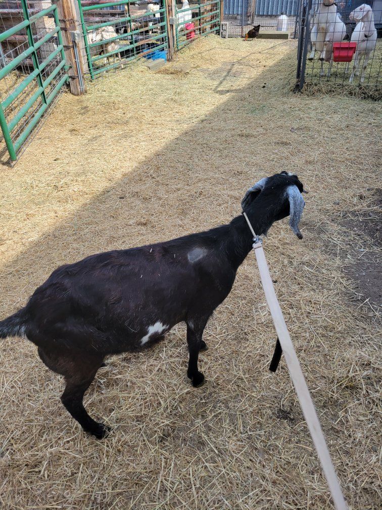 beautiful Nubian milk goat