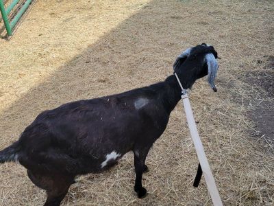 beautiful Nubian milk goat