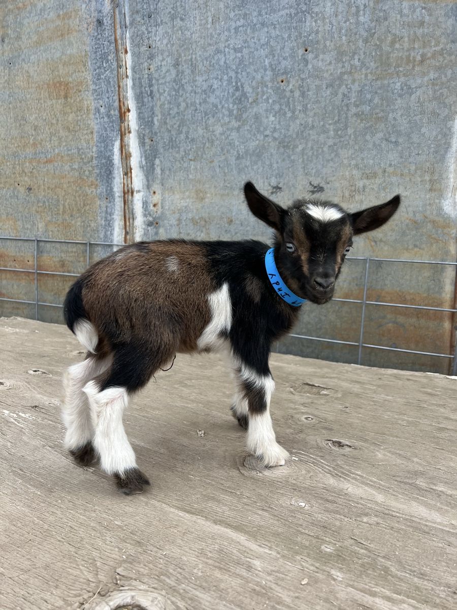 Moon spotted Nigerian Dwarf Bottle Baby Buckling