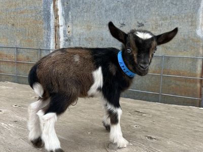 Moon spotted Nigerian Dwarf Bottle Baby Buckling