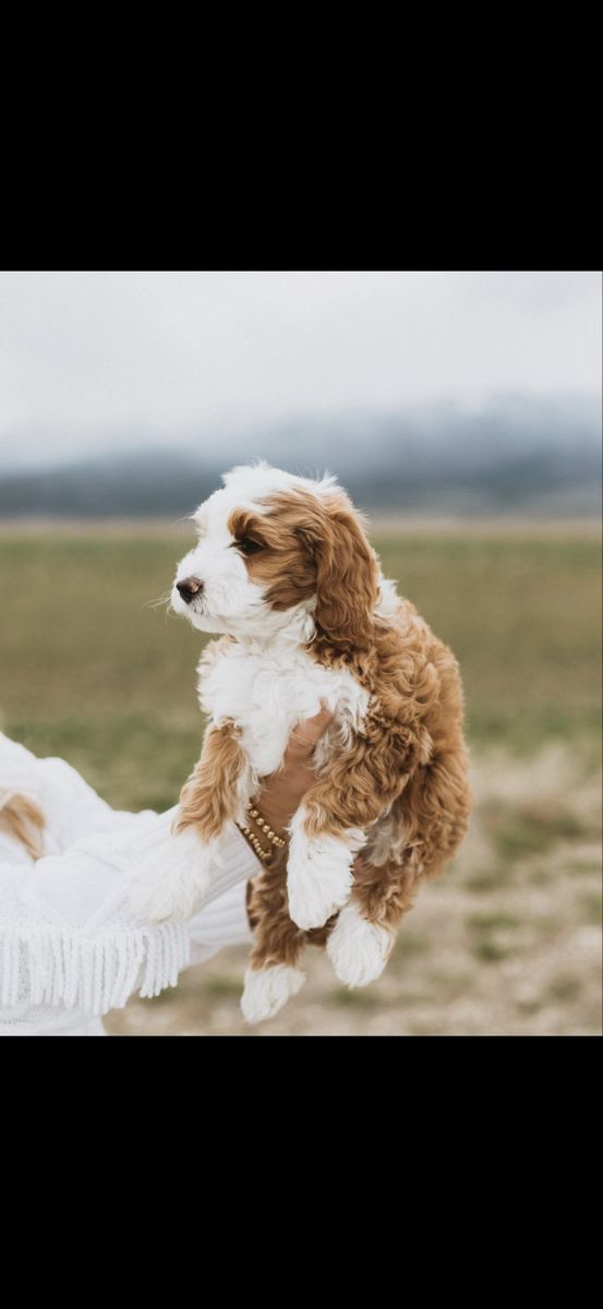 Tuxedo Mini Goldendoodle 19lbs for stud