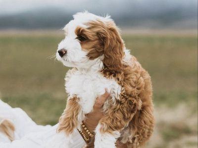 Tuxedo Mini Goldendoodle 19lbs for stud