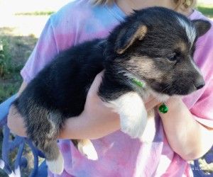 Corgi puppies