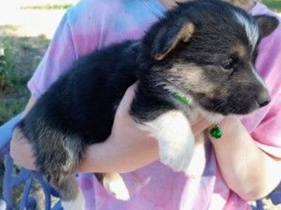 Corgi puppies