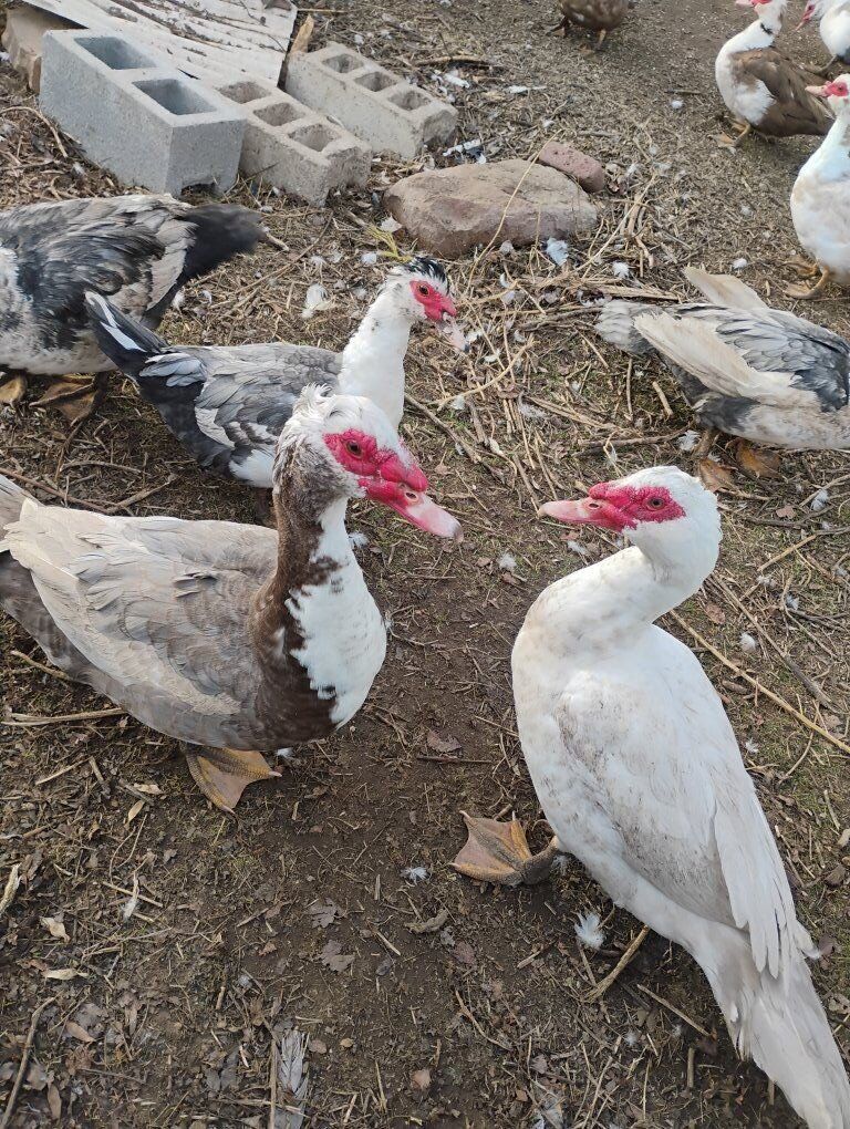 Muscovy ducks