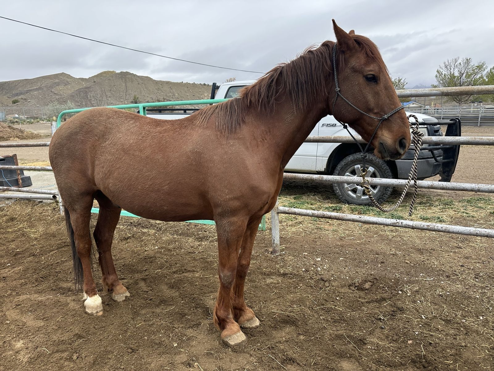 10 year old Gelding