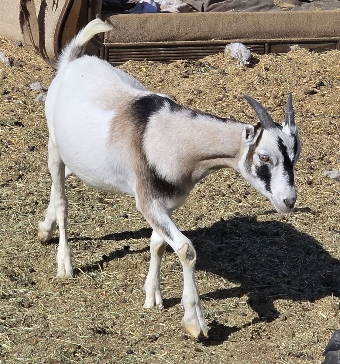 Lamancha goats