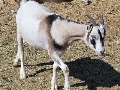 Lamancha goats
