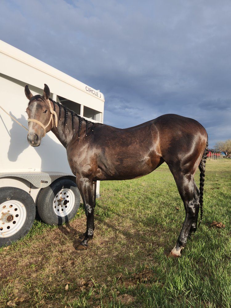 2 year old gray mare
