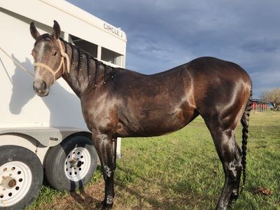 2 year old gray mare