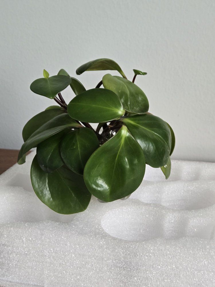 Peperomia Obtusifolia (Baby Rubber Plant) Cuttings