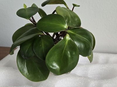 Peperomia Obtusifolia (Baby Rubber Plant) Cuttings