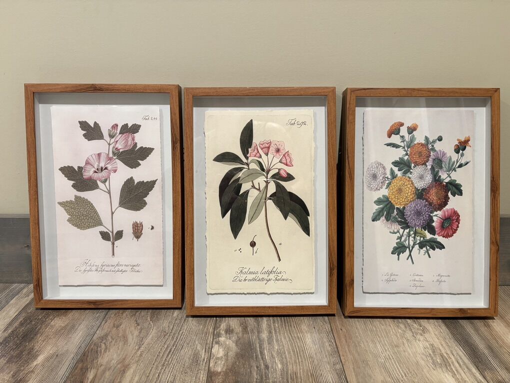 Set Of 3 Botanical Pictures