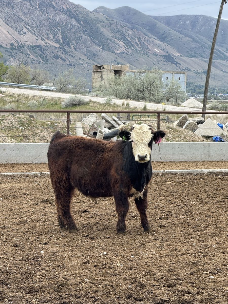 Hereford X Highland Bull