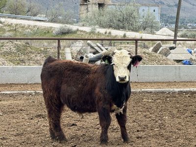 Hereford X Highland Bull