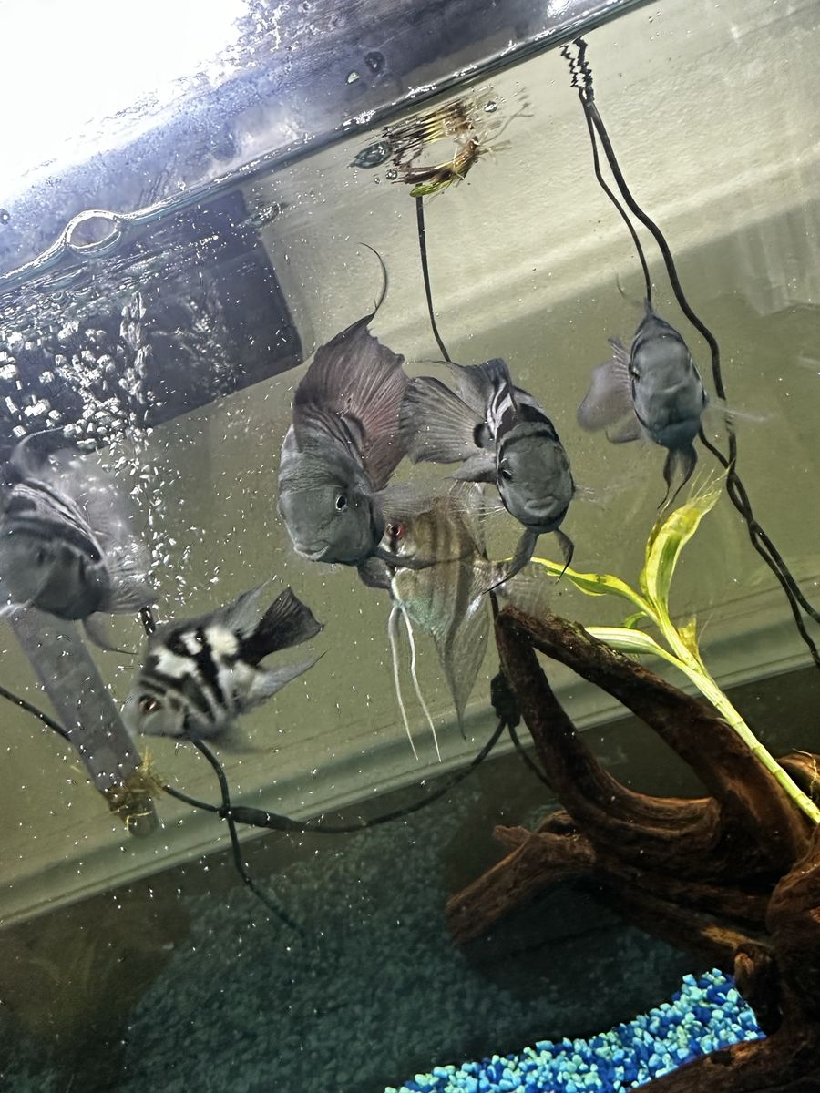 Fish