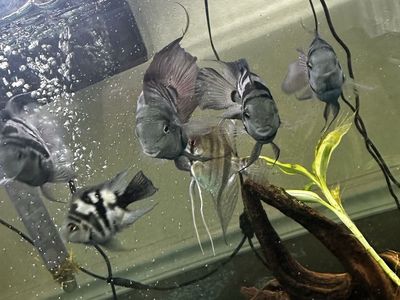 Fish